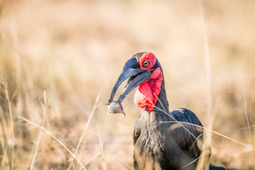 Southern ground hornbill with a Rain frog kill.
