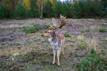 Deer on a meadow in a forest in wildlife refuge