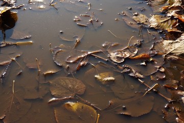 Autumn leaves fallen in a pool