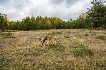 Deer on a meadow in a forest in wildlife refuge