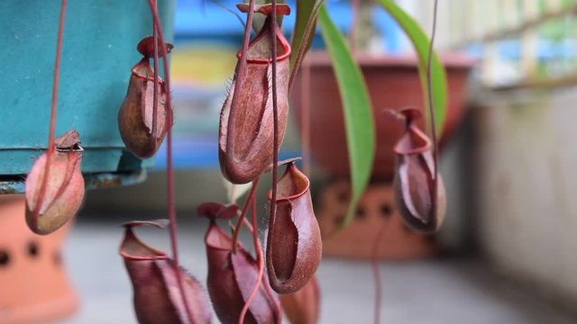 red pitcher Nepenthes kampotiana in the balcony