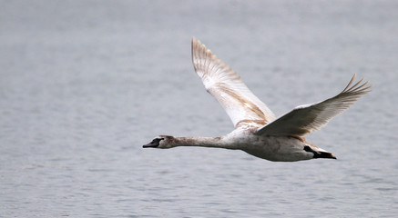 Fototapeta na wymiar Mute swan flying over the River Danube at Zemun in the Belgrade Serbia