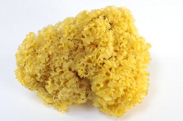 cauliflower mushroom sparassis crispa