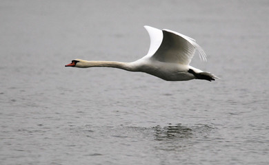 Mute swan flying over the River Danube at Zemun in the Belgrade Serbia