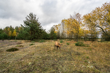 Deer on a meadow in a forest in wildlife refuge