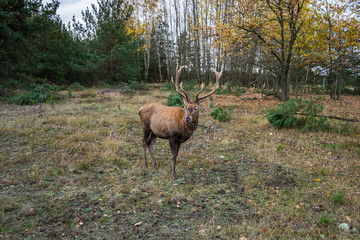 Deer on a meadow in a forest in wildlife refuge