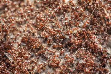 red ants working