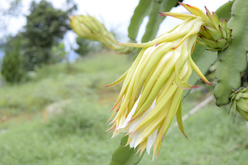 Flower buds which will become the dragon fruit