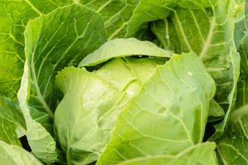cabbage