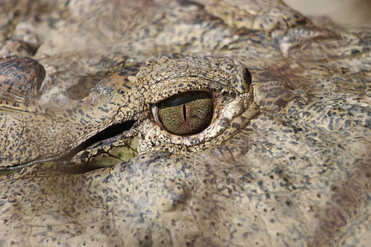 Crocodile eye. Close up of a crocodile eye. Dark texture skin.