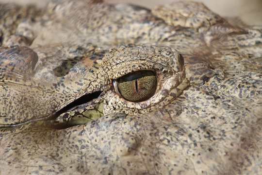Crocodile eye. Close up of a crocodile eye. Dark texture skin.