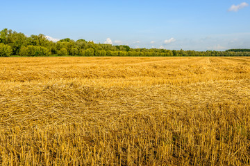 Cereal field with threshed grain on a sunny day