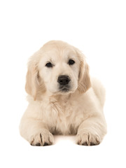 Cute golden retriever puppy lying down facing the camera isolated on a white background