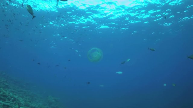 Jellyfish swims in open water near a coral reef.