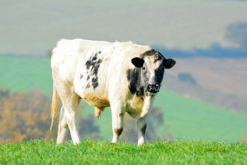 Cows grazing on a farmland in Devon