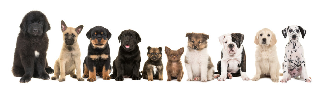 large group of ten different kind of breed puppies on a white background
