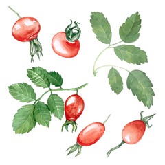 Set of hips. Isolated on white. Watercolor painting. Hand-drawing