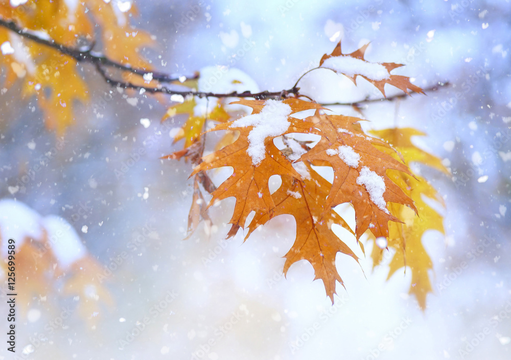 Wall mural beautiful branch with orange and yellow leaves in late fall or early winter under the snow. first sn
