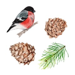 Winter set: bullfinch, pine cone and fir branch. Watercolor handmade drawing. Elements for registration of Christmas, Christmas and holiday cards, posters. Isolated on white