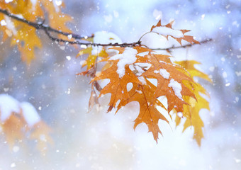 Beautiful branch with orange and yellow leaves in late fall or early winter under the snow. First...