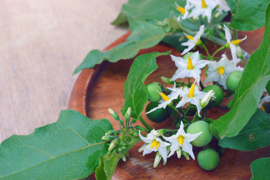 solanum torvum with flower bunch on wooden table. (pea eggplants, turkey berry, prickly nightshade, shoo-shoo bush, wild eggplant,  pea aubergine, susumber)
