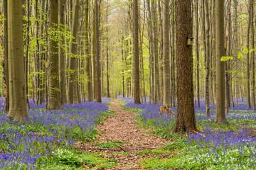 Hallerbos forest in the spring with english bluebells and a forest lane in the milddle to the trees with fresh green leaves