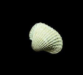Fototapeta premium white shell on black background