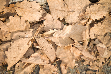 a lot of oak leaves on the ground