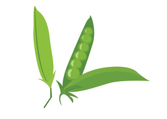 Green Peas isolated on white background vector