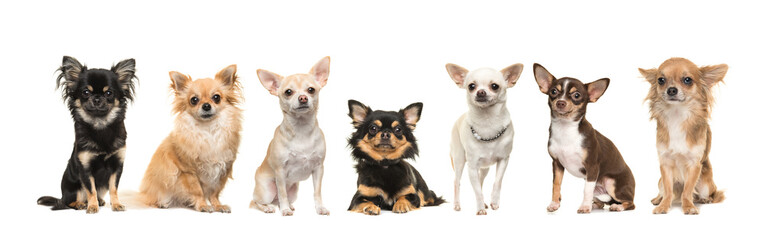 Group of seven cute chihuahua dogs facing the camera isolated on a white background - obrazy, fototapety, plakaty