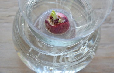 spring onion growth by hydroponics method in water bottle