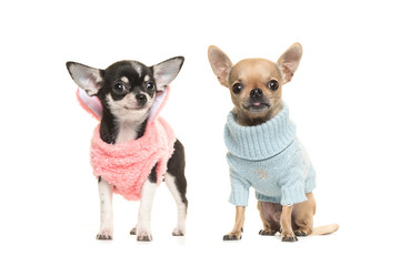 Two boy and girl chihuahua puppy dogs wearing a pink sweater and wearing a blue sweater on a white background
