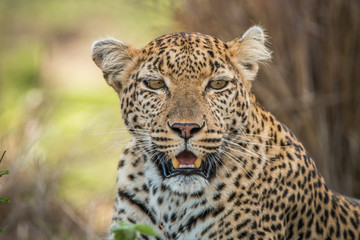 Obraz na płótnie Canvas Leopard starring at the camera.