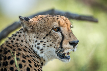 Close up of the face of a Cheetah.