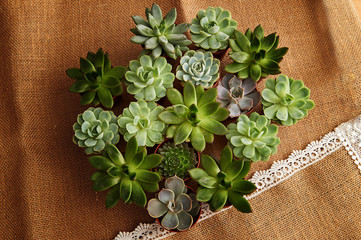 Arrangement of various succulents on a background of burlap, treated lace