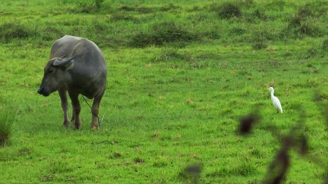 10422 water buffalo ox with white bird 01
