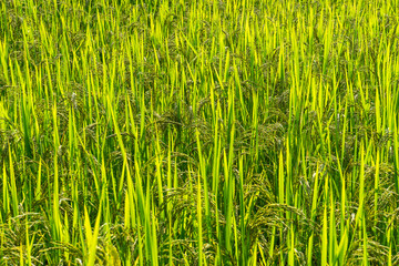 Closed up ear of rice.