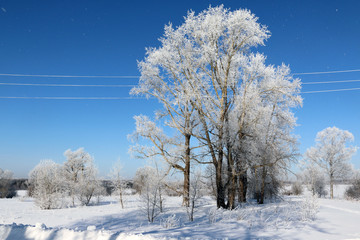 Fototapeta na wymiar Tree and snow in a winter day