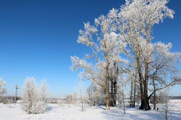Tree and snow in a winter day
