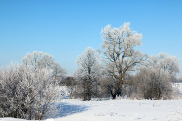 Tree and snow in a winter day