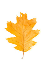 Dry fallen autumn leaf of a tree on  white
