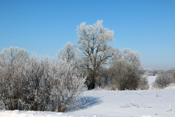 Tree and snow in a winter day