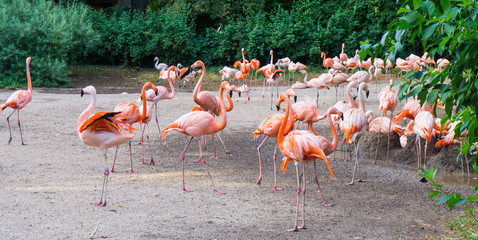 flamingos are standing zoo in Prague
