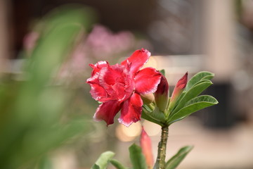 Flower in garden