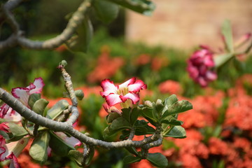 Flower in garden