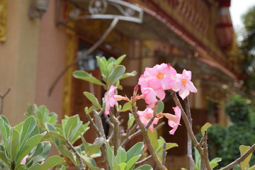 Fototapeta na wymiar Flower in garden