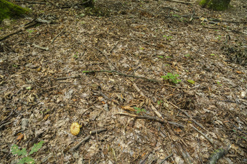a mushroom in the forest