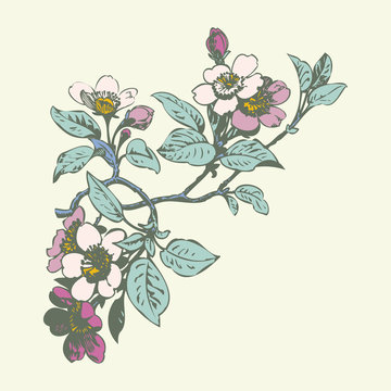 Cherry branches with flowers, sakura vector illustration