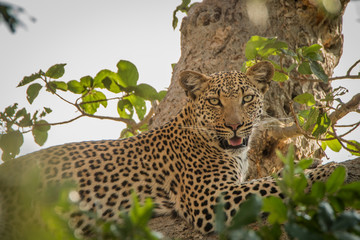 Leopard laying in a tree.