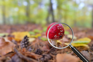 Clear image in magnifying glass against blurry shot with forest bokeh in the background. Close-up...